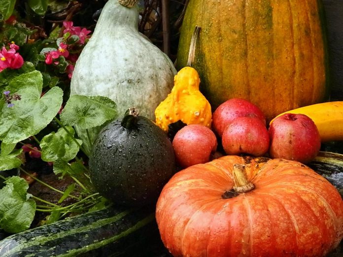 Kürbisse_MK_4