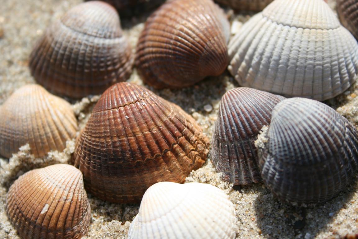 strand_muscheln_53