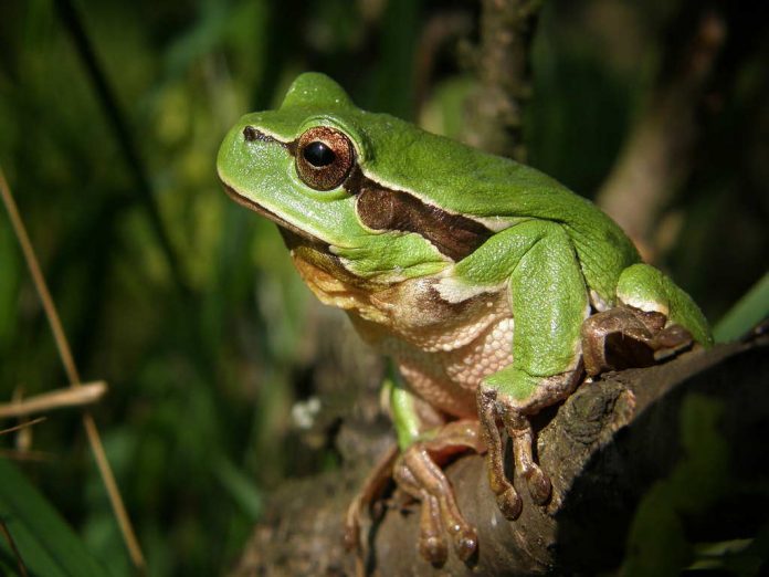 tree-frog-_pixabay_474949_1280 Boomkikker Cadzand-Bad