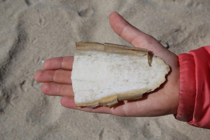 Strandgutsammeln in Cadzand-Bad