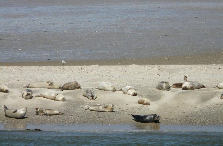 Seerobben-Sightseeing Cadzand-Bad